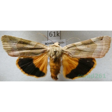 Noctua fimbriata (Schreber, 1759) Rolnica aksamitka Czech61k